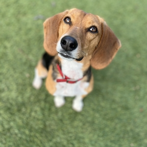 Fundraising Page: Toby Tomas Rosette Davis